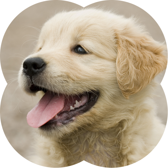Close-up of a happy golden retriever puppy with tongue out looking to the side.