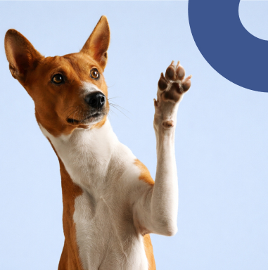 Basenji dog raising one front paw against a light blue background with a blue circular shape.