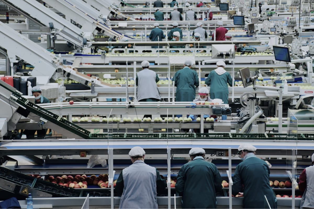Operators working at a packing plant for apples.