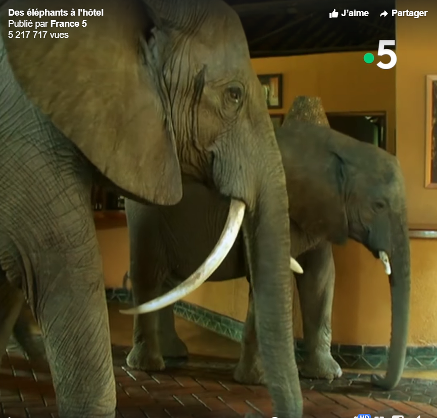 Chaque année, des éléphants traversent le hall de cet hôtel 