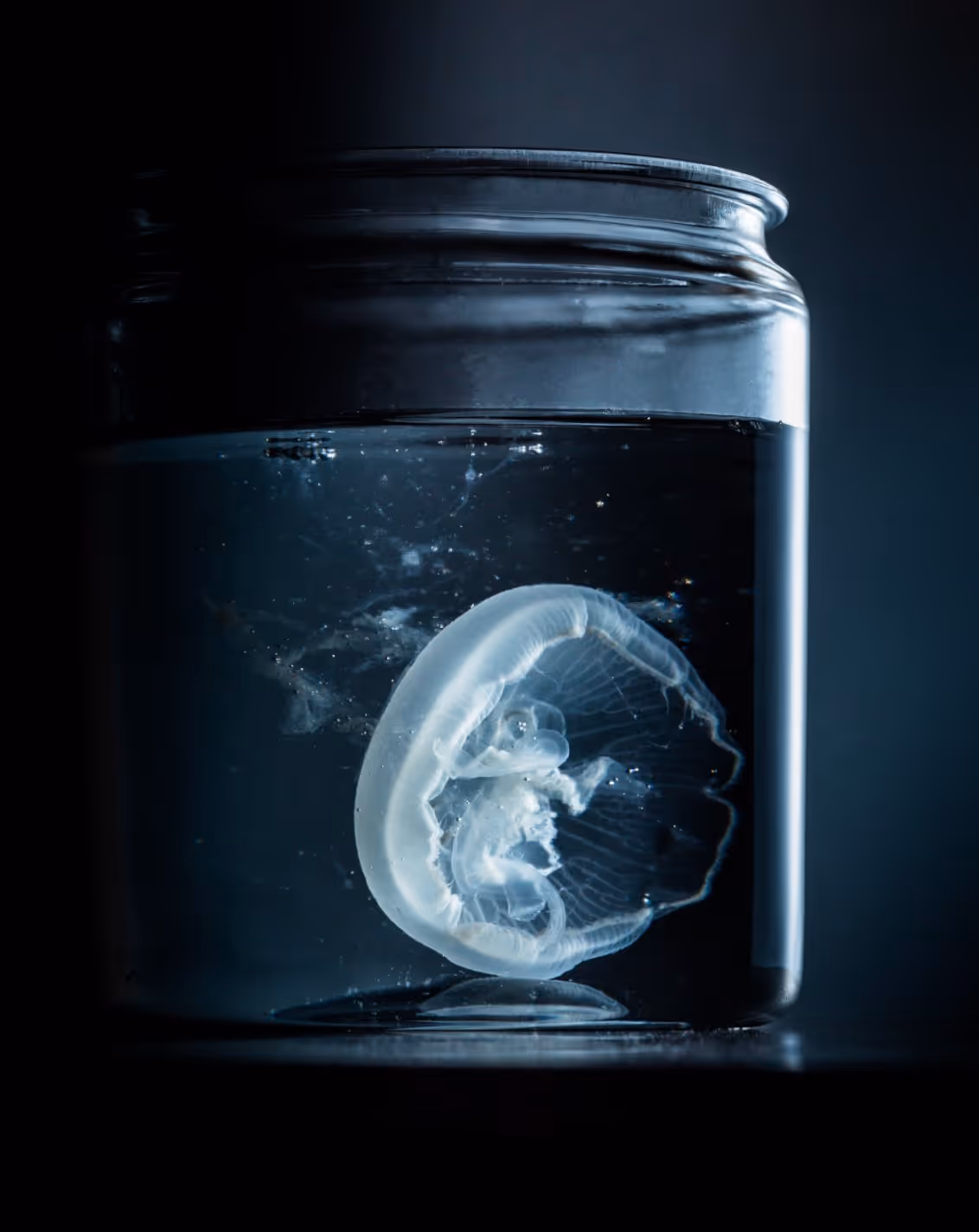 Transparent jellyfish floating inside a glass jar filled with water against a dark background.
