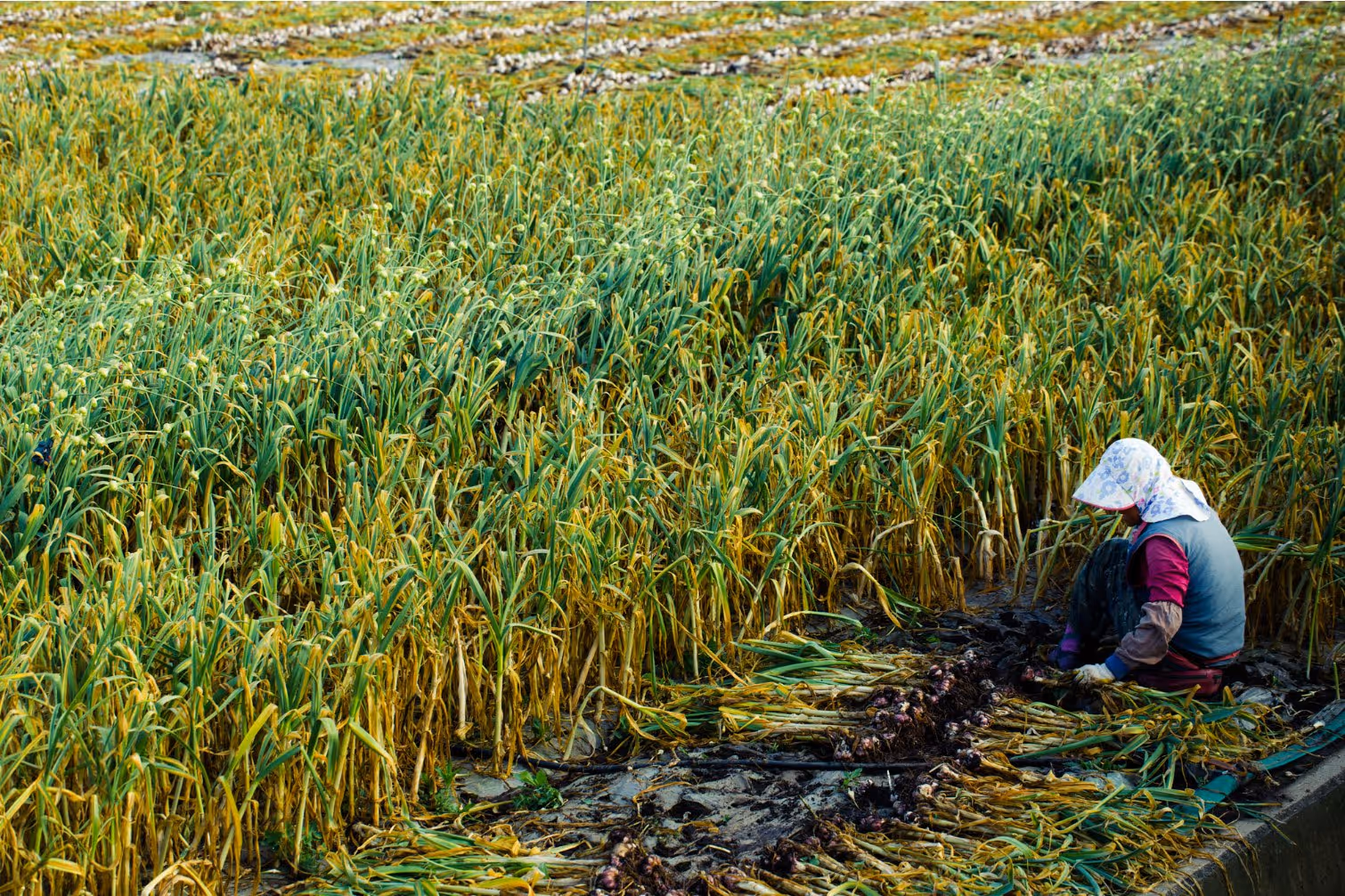 Person wearing a hat harvesting garlic in a large field of green and yellow garlic plants.