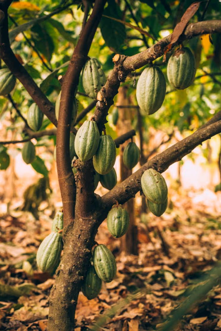 Cacao pods growing on the trunk and branches of a cacao tree in a forest setting.