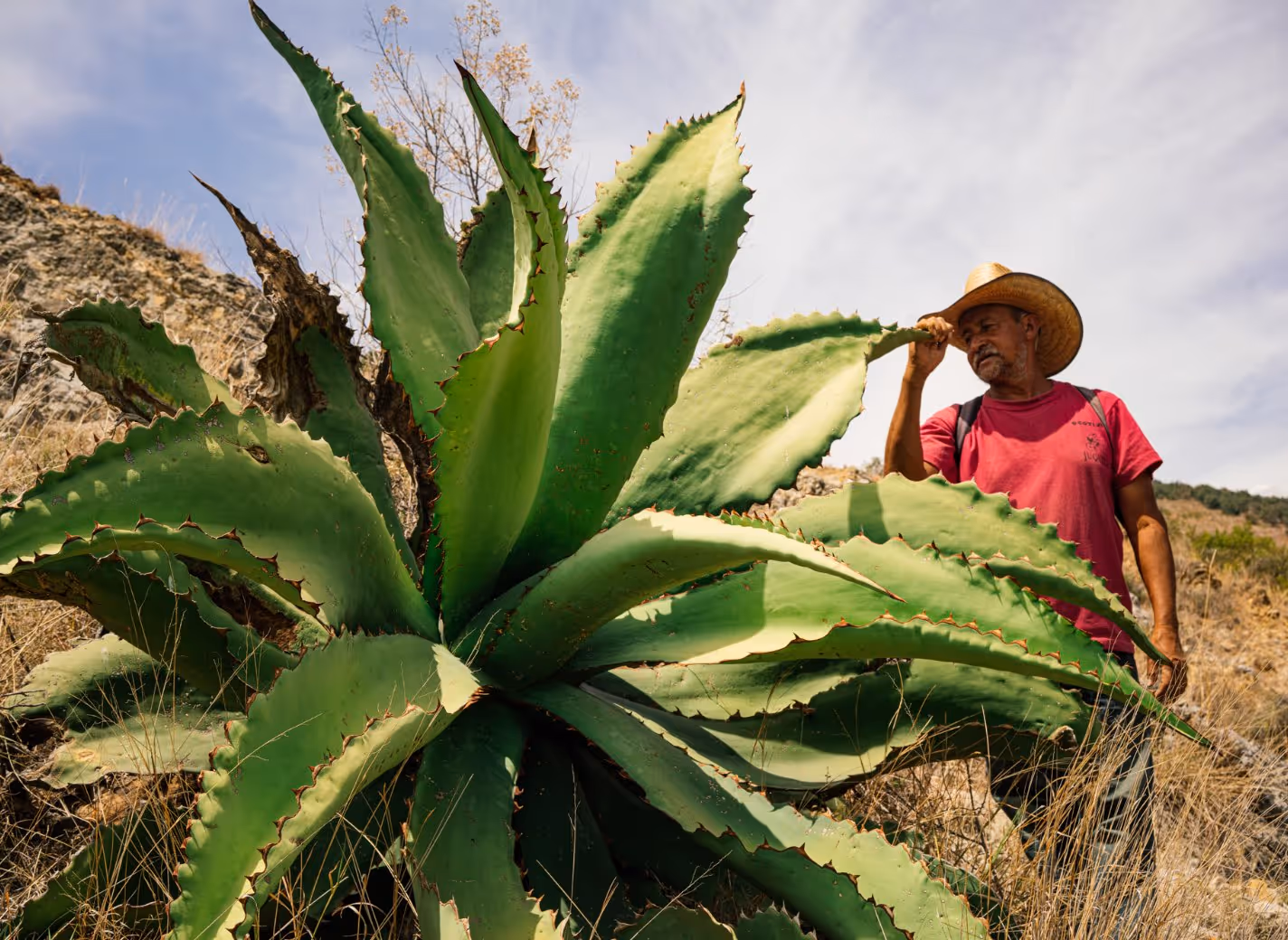 Man wearing a straw hat and red shirt standing outdoors next to a large green agave plant with spiked leaves.