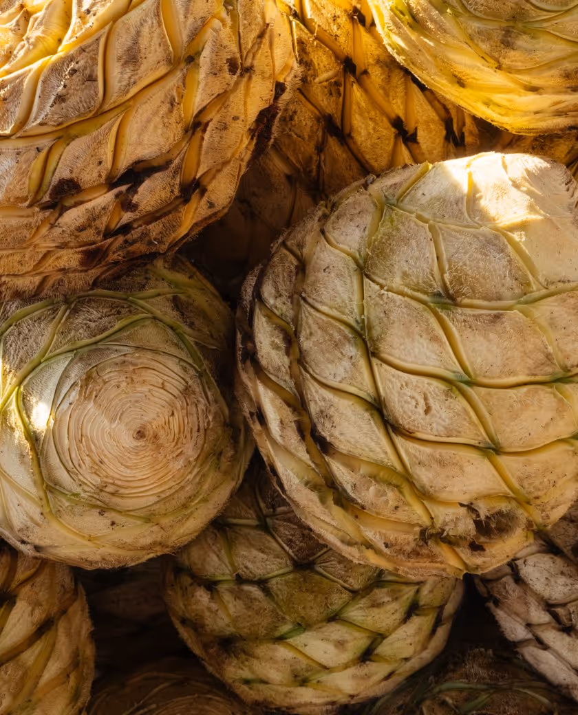Close-up of harvested agave piñas with textured, fibrous surfaces and light brown tones.