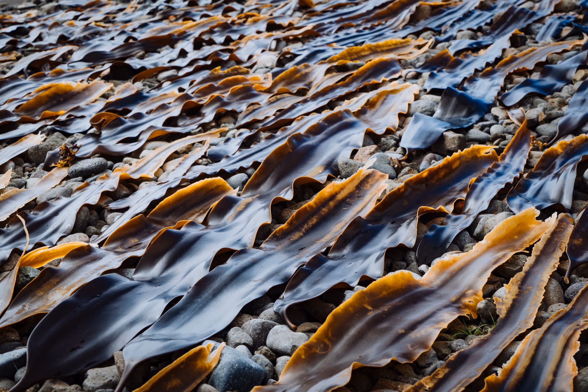 Large brown seaweed fronds drying spread out on a rocky shore.