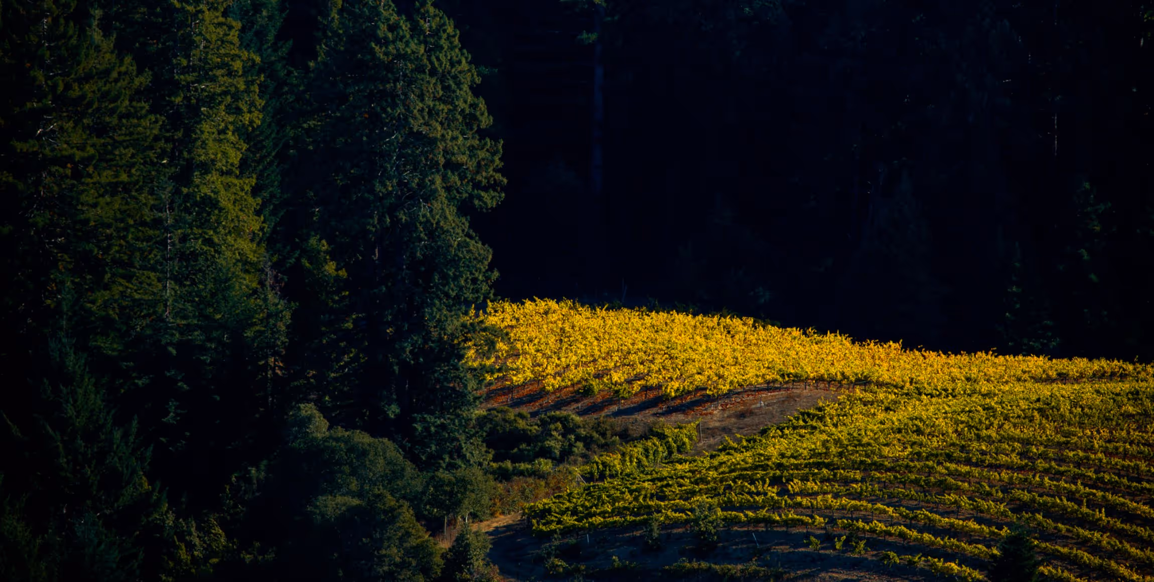 Sunlit yellow vineyard rows on a hillside surrounded by dense green forest.