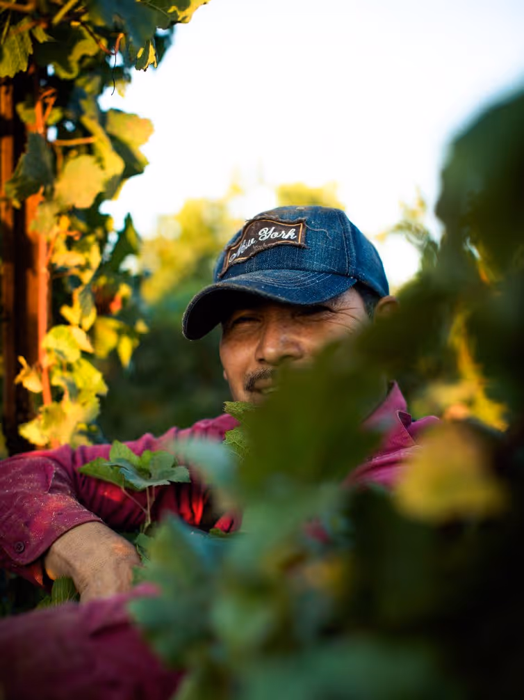Man wearing a blue cap with 'New York' on it, surrounded by green foliage and wearing a red shirt, partially hidden by leaves.
