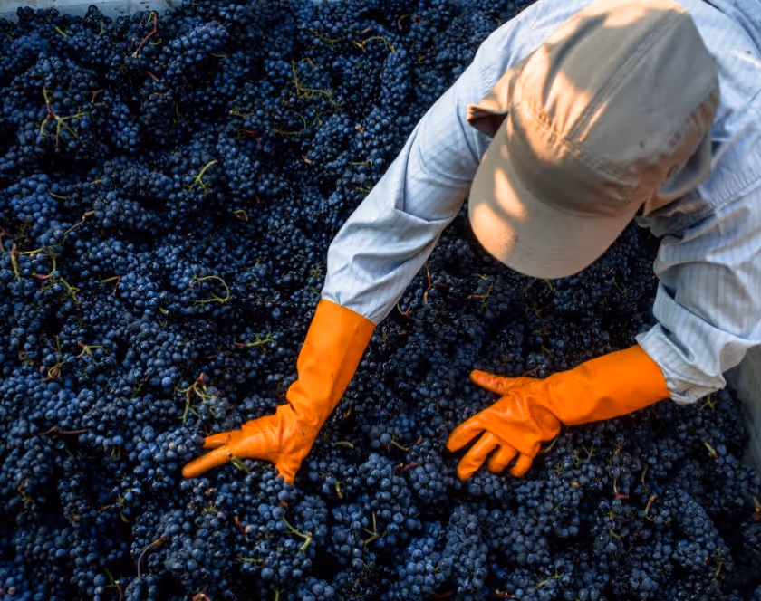 Person wearing orange gloves and a beige cap sorting dark purple grapes in a pile.