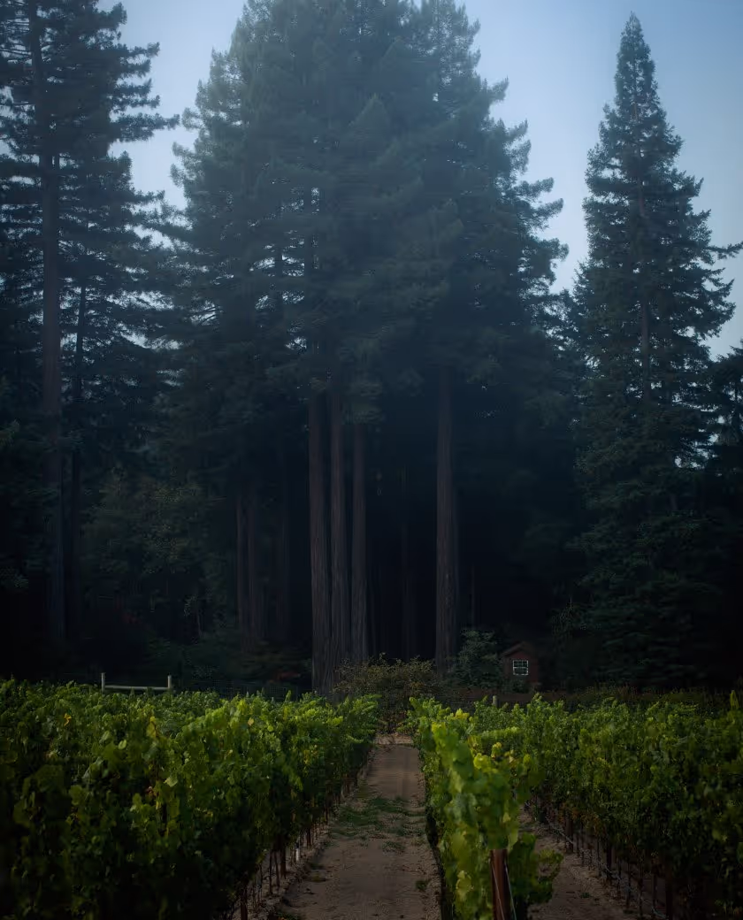 A vineyard with rows of grapevines leading to a forest of tall evergreen trees under a clear sky.