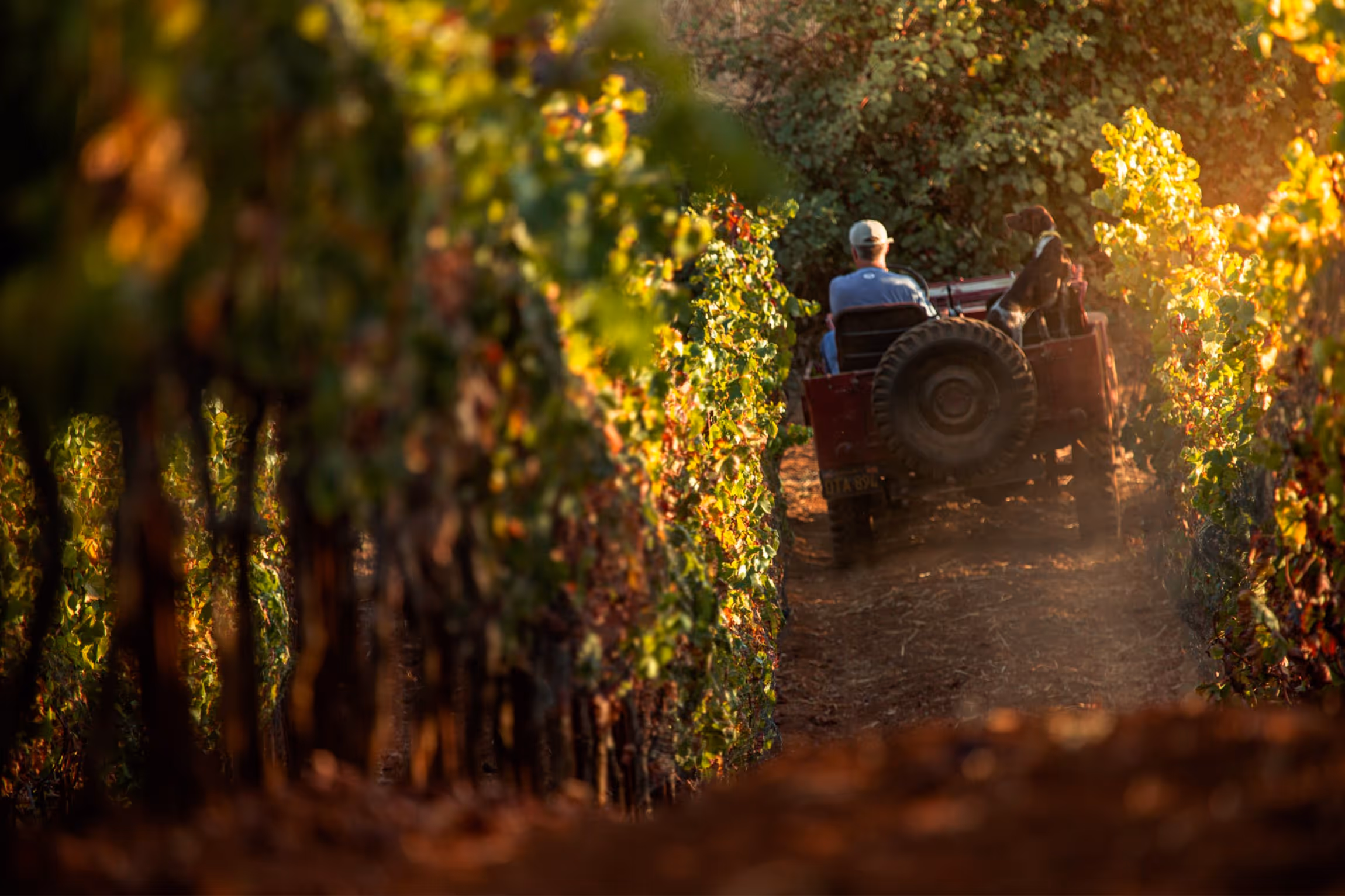 Person driving a tractor with a dog sitting on the back, moving through a sunlit vineyard row.
