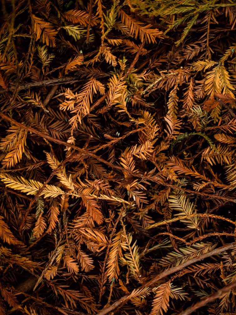 Close-up of dry brown and orange pine needles and twigs scattered on the ground.