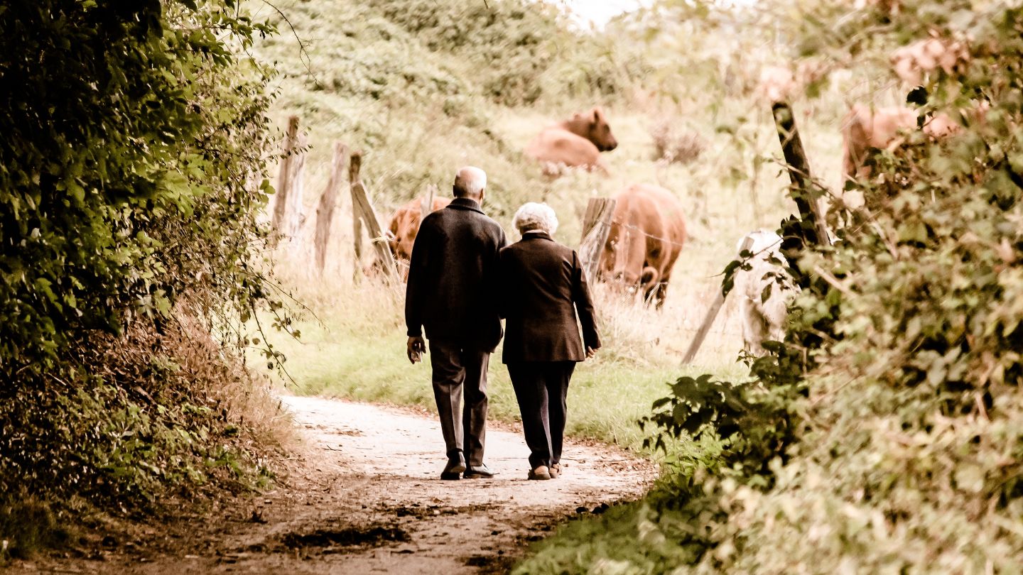 Elderly couple walking on a dirt path surrounded by greenery with cows grazing in the fenced area nearby.