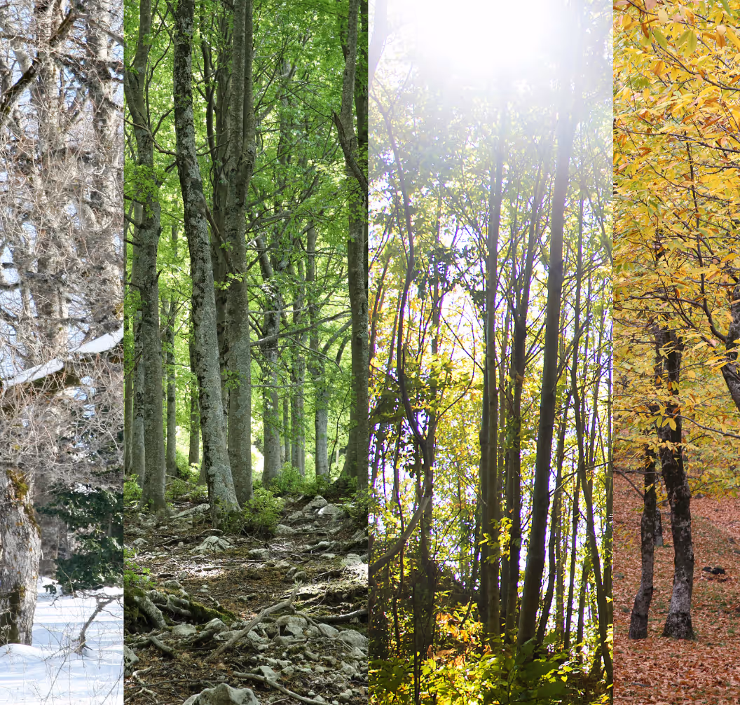 Four vertical sections depicting forest trees and ground in different seasons: winter with snow, spring with bright green leaves, summer with sunlit foliage, and autumn with yellow leaves and fallen leaves on the ground.