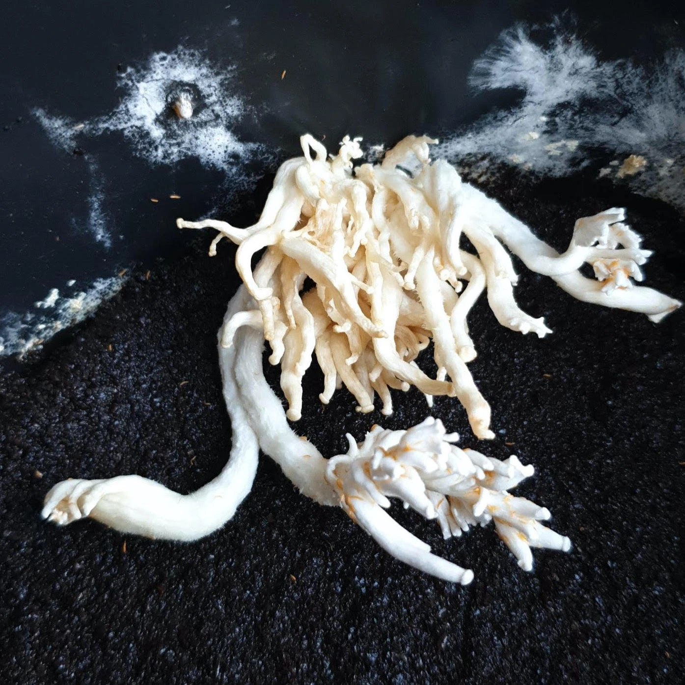 Cluster of small stringy mushrooms, that are growing too early