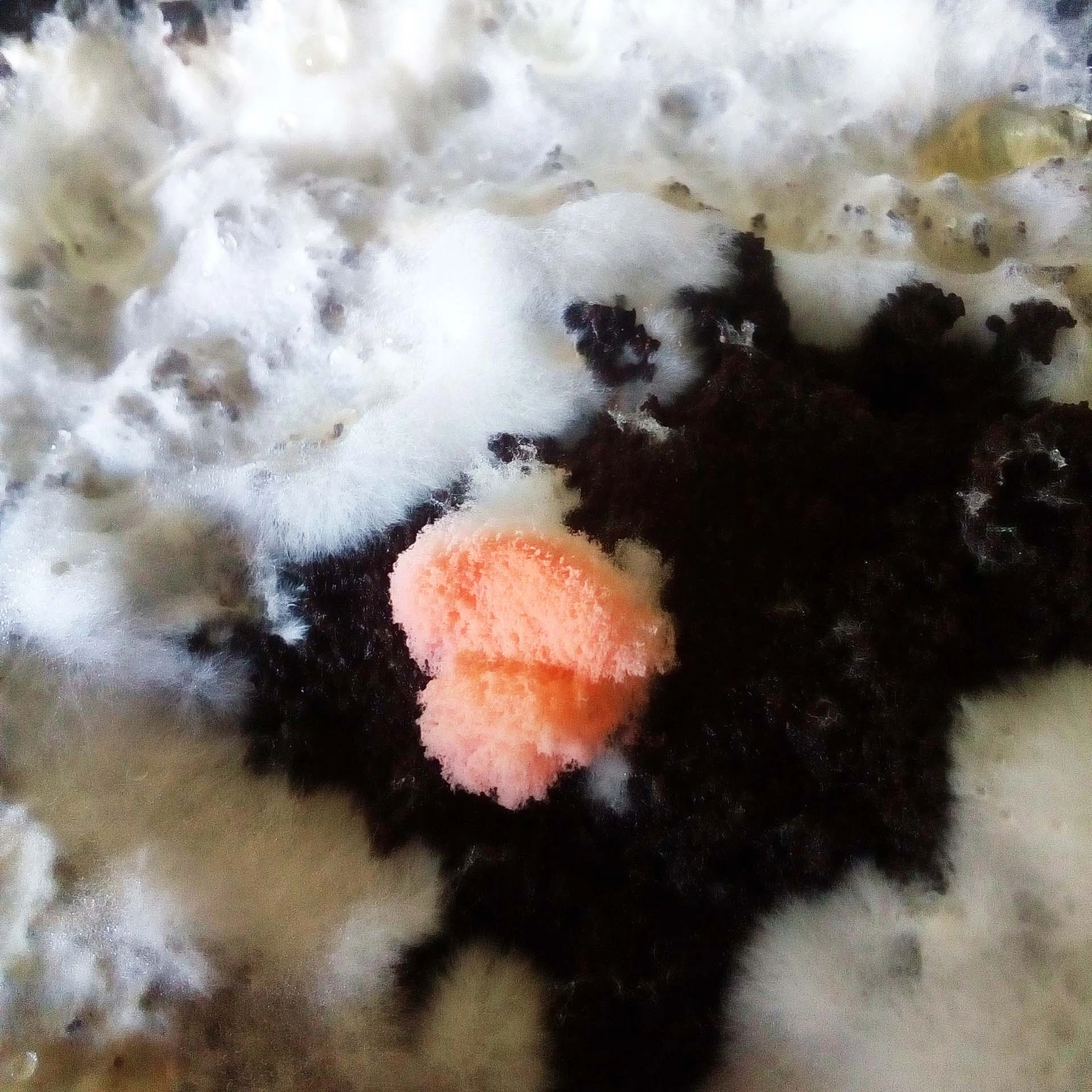 Close-up of orange mold growth