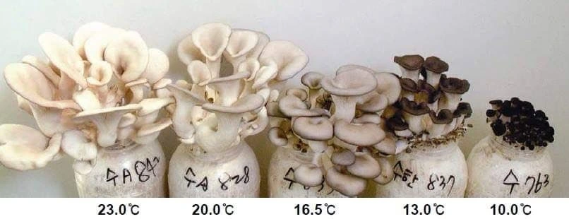 An image of oyster mushrooms growing out of five different bags. They all have different colours depending on the temperature they have been in
