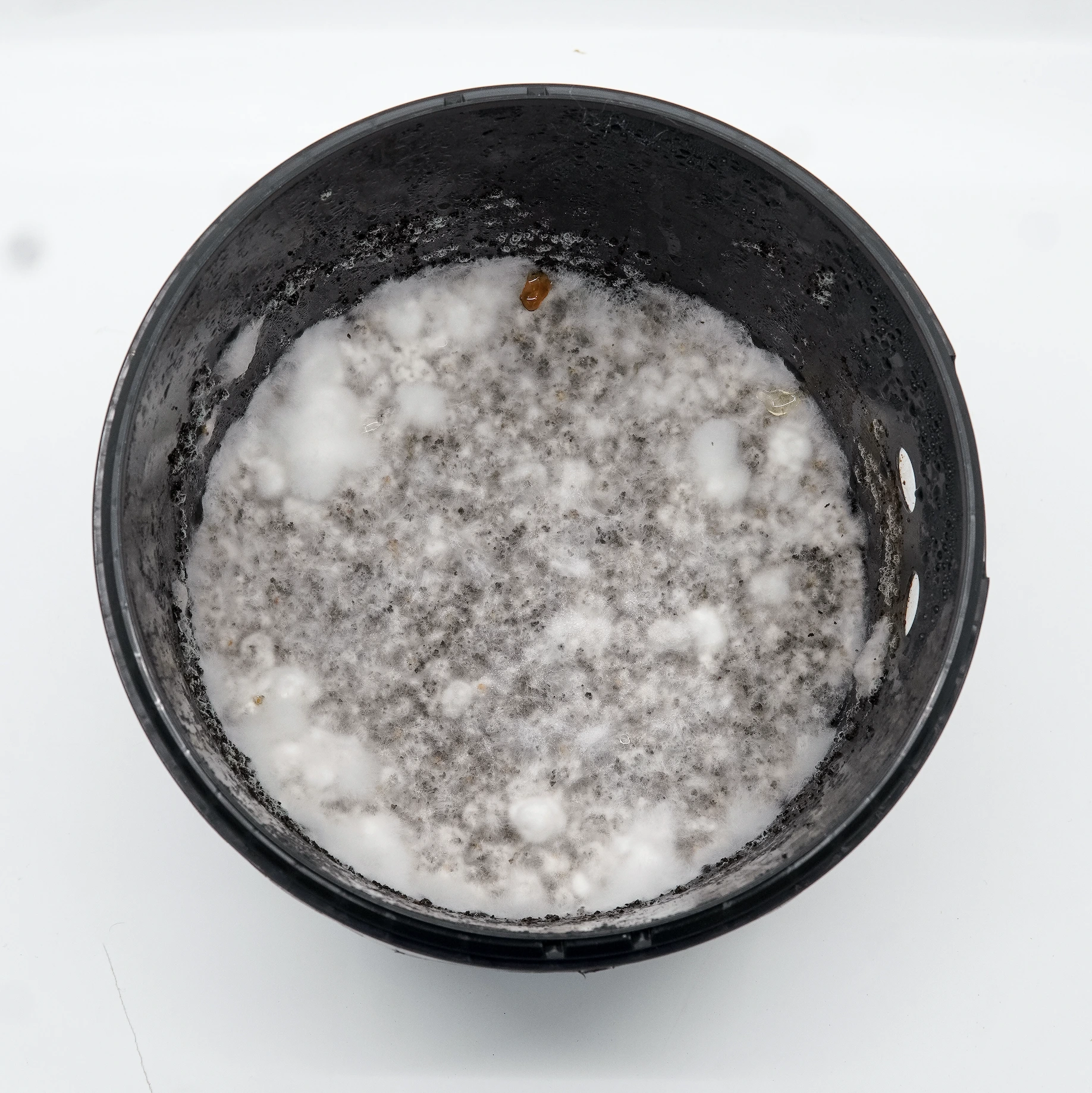 Top view of the growkit with mycelium almost colonising the whole coffee grounds layer