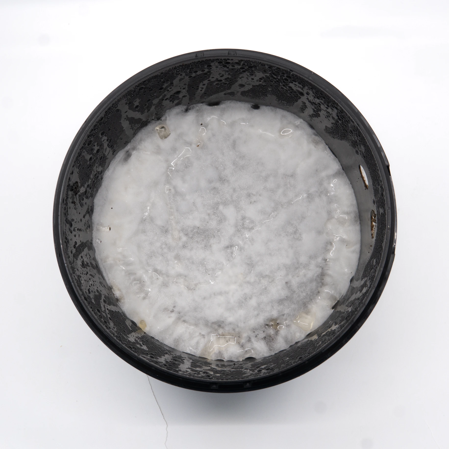 Top view of the growkit with white mycelium colonising the full layer