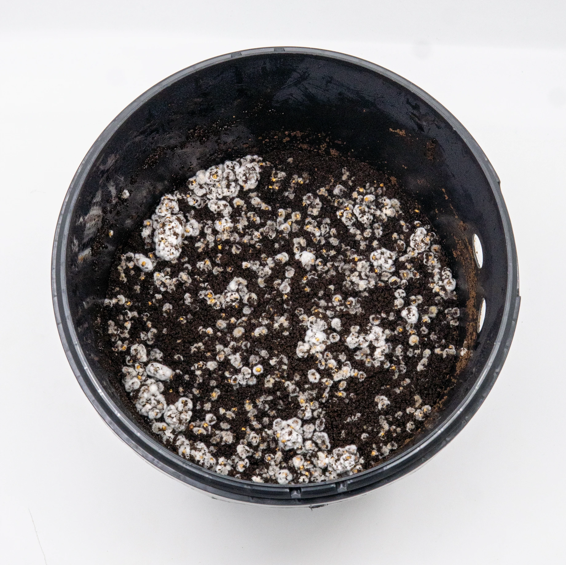 The growkit with mycelium starting to grow 