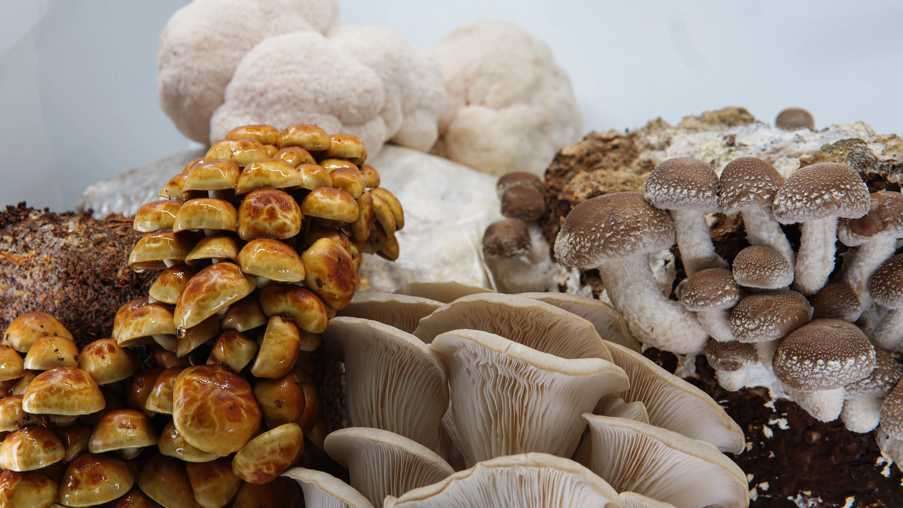 Clusters of various fresh mushrooms growing on wood and substrate.