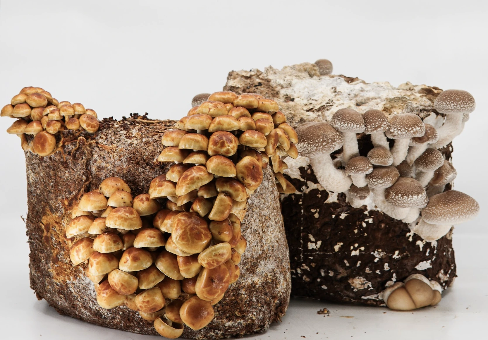 Two blocks of substrate with clusters of growing brown and beige mushrooms against a white background.