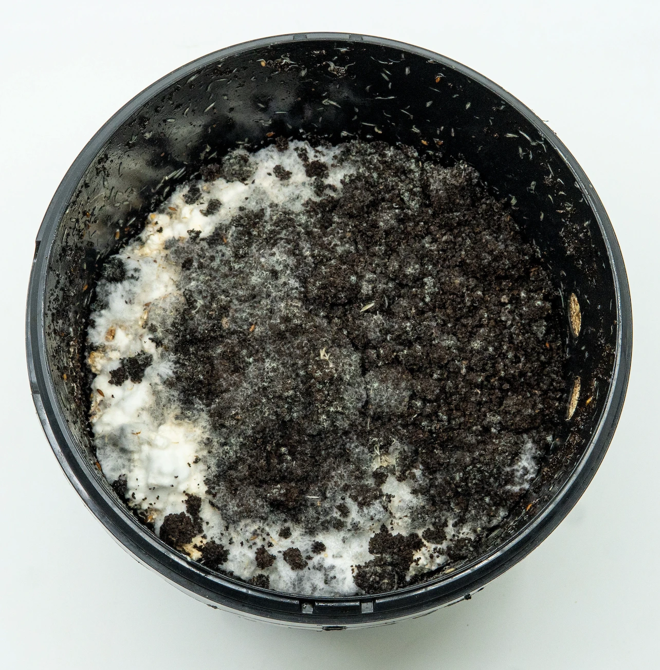 The growkit with a mycelium layer, but flies have appeared in it