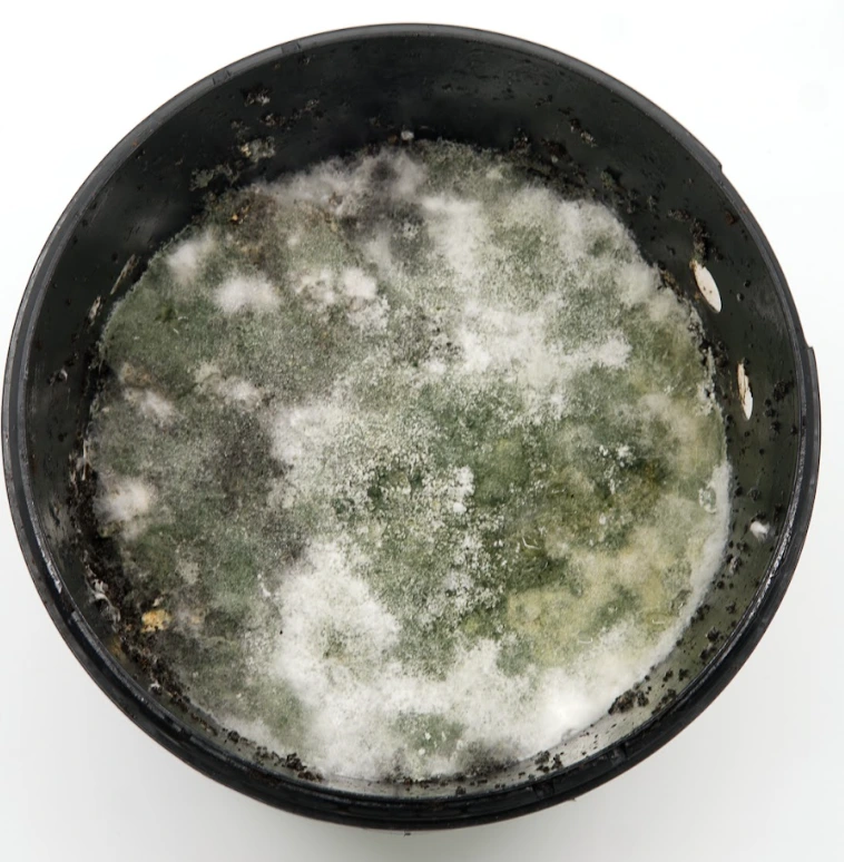 Top view of the growkit filled with coffeegrounds, mycelium, but green mold is also growing on it