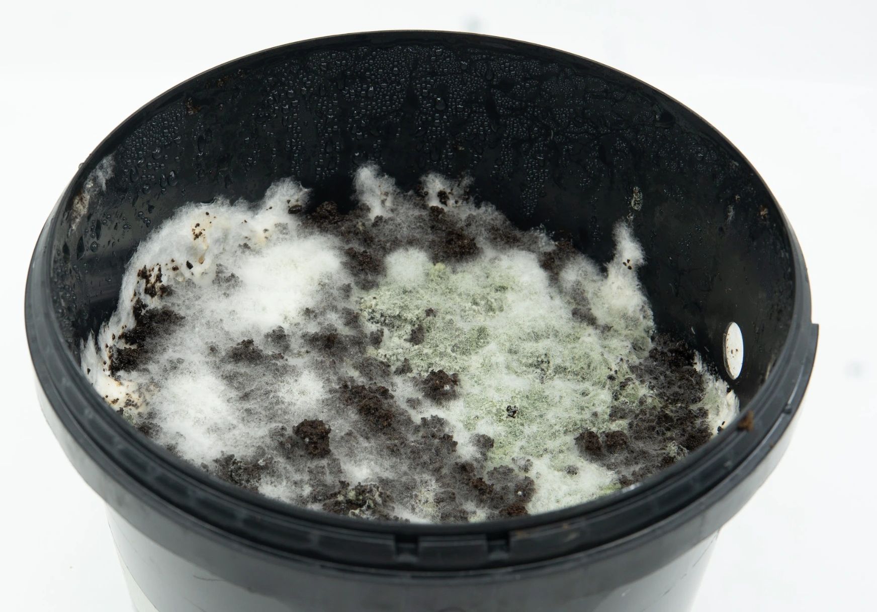 White and green mold growing on soil inside the growkit