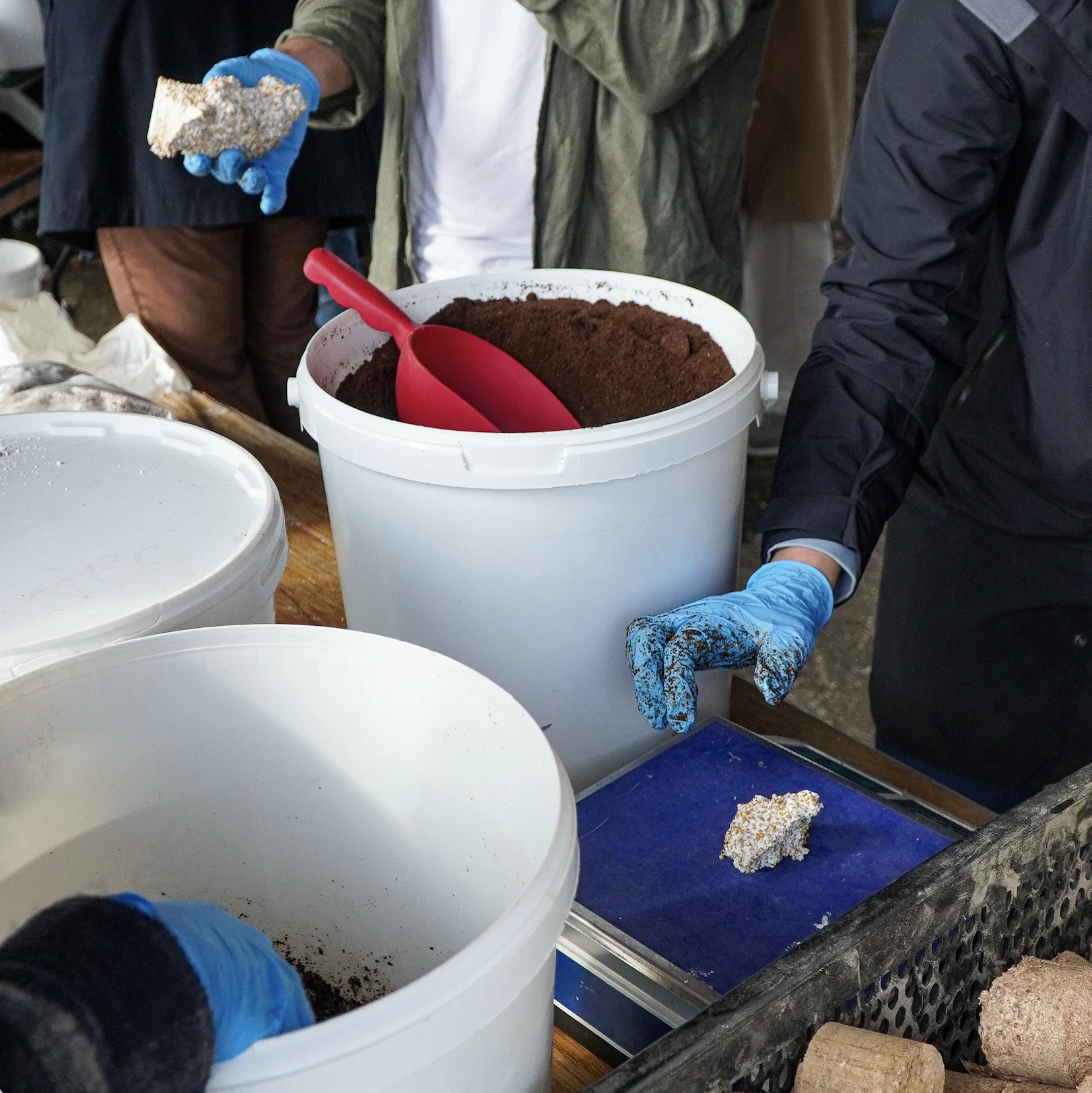 People wearing blue gloves are handling substrate and mushroom