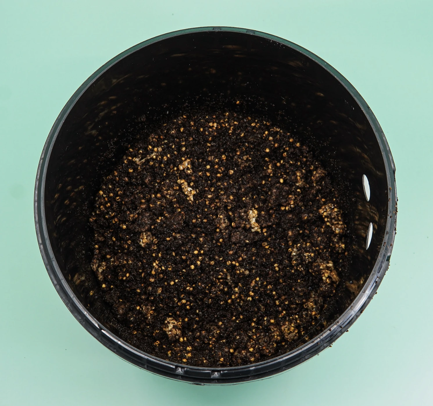 Growkit filled with coffee grounds and spawn