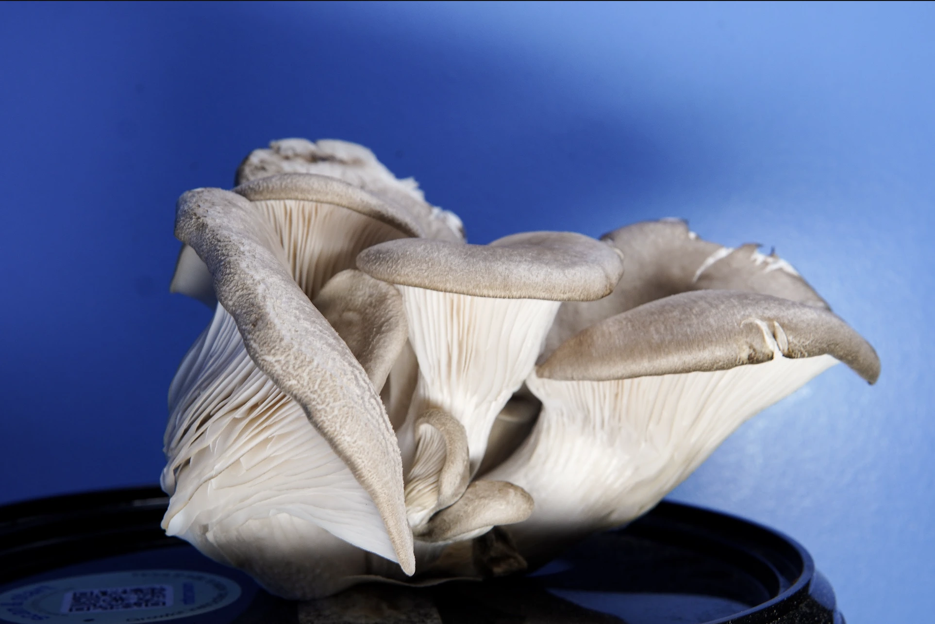 Cluster of oyster mushrooms with grayish caps and white gills against a blue background.