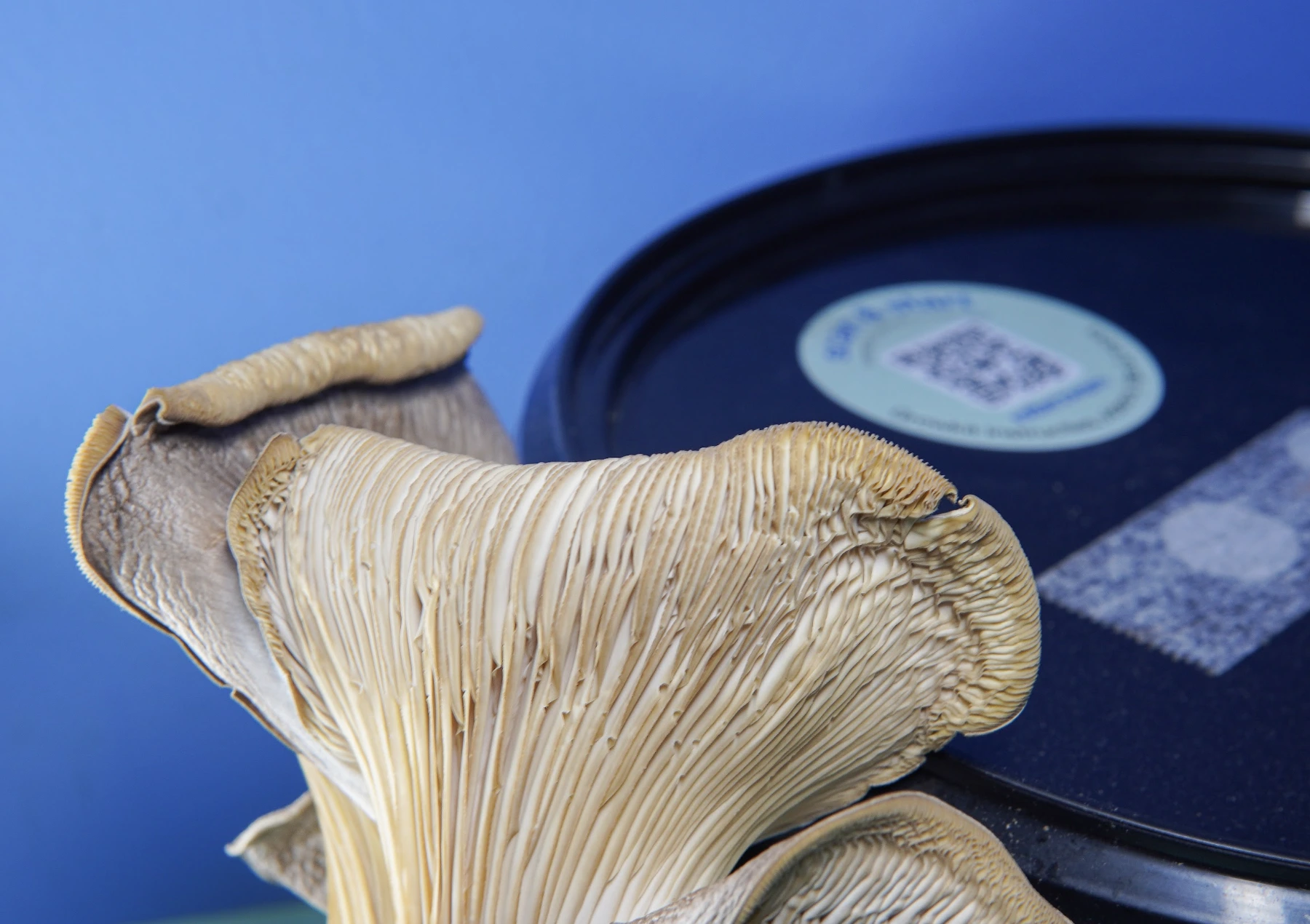 Close-up of gills on a cluster of dried oyster mushrooms against a blue background.