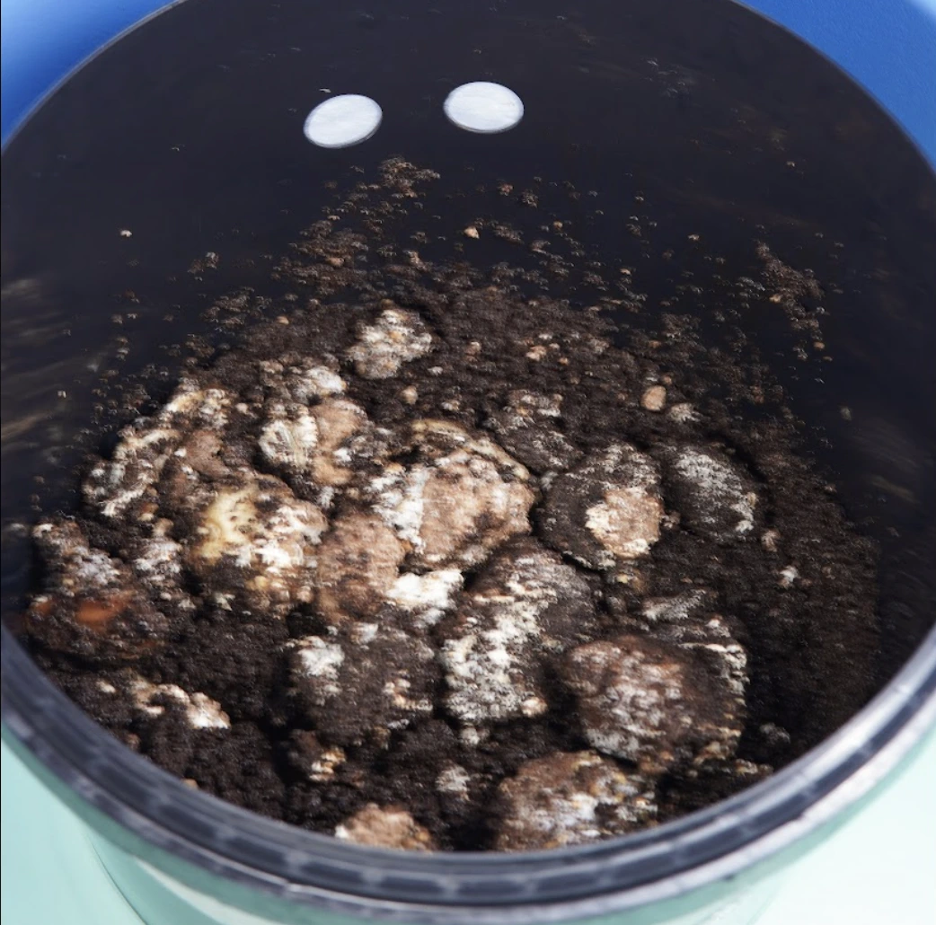 The restarted mycelium mixed with new coffee grounds
