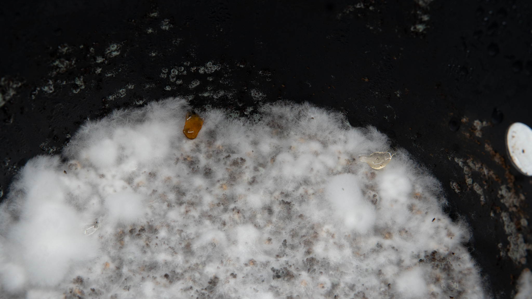 Close up of orange liquid on the coffee grounds substrate