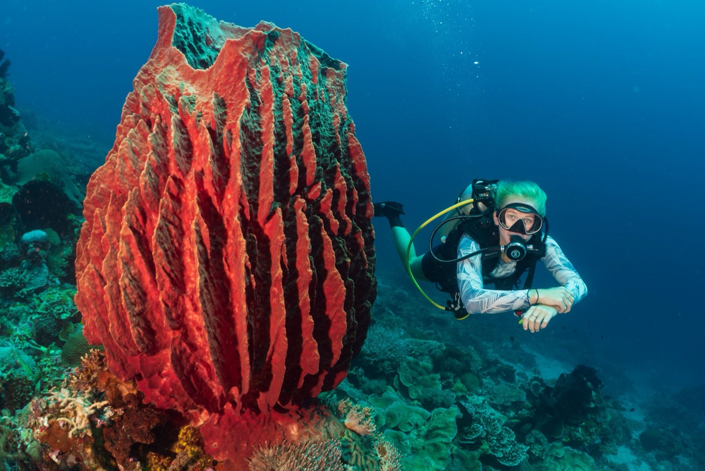 Lucienne diving over a reef beside a large red giant barrel sponge