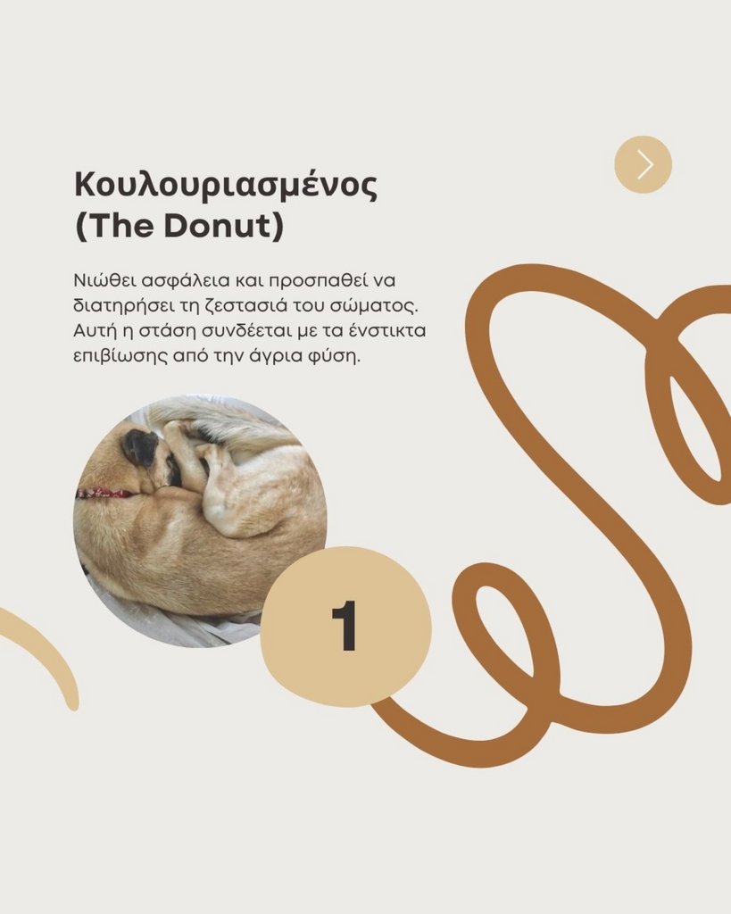 Skqutz logo with stylized tree and lettering.