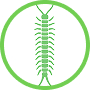Centipedes