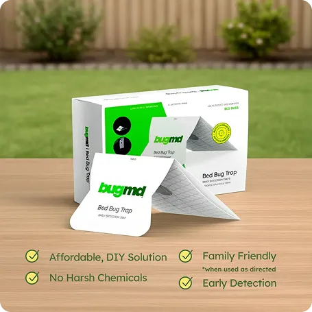 Squito Lantern image 6