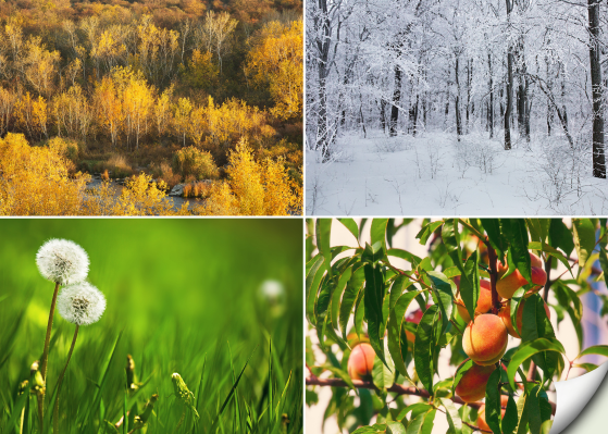 different seasons