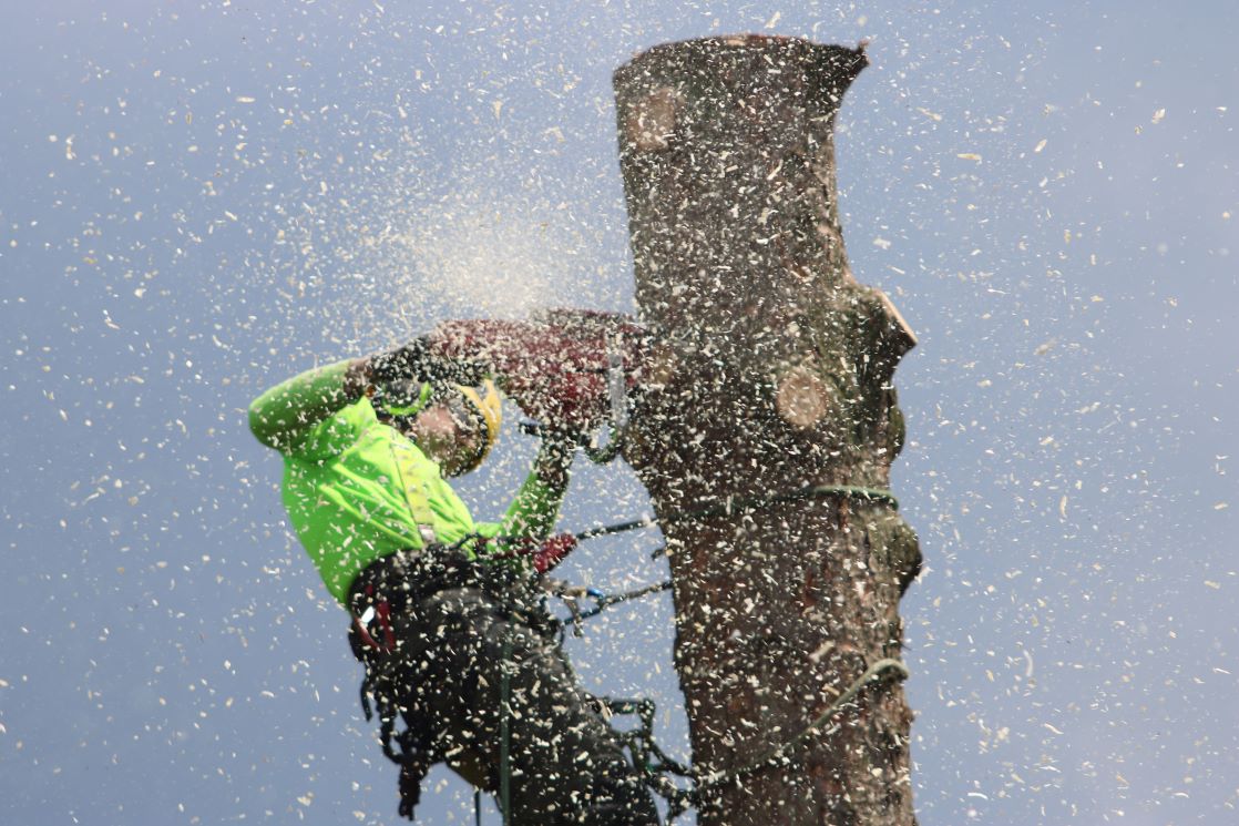 Arborist climbs tree to cut a trunk with a chainsaw, showcasing safety gear and sawdust
