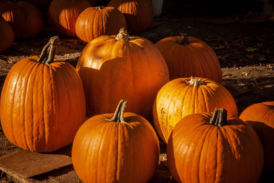 image of pumpkins during pumpkin festival