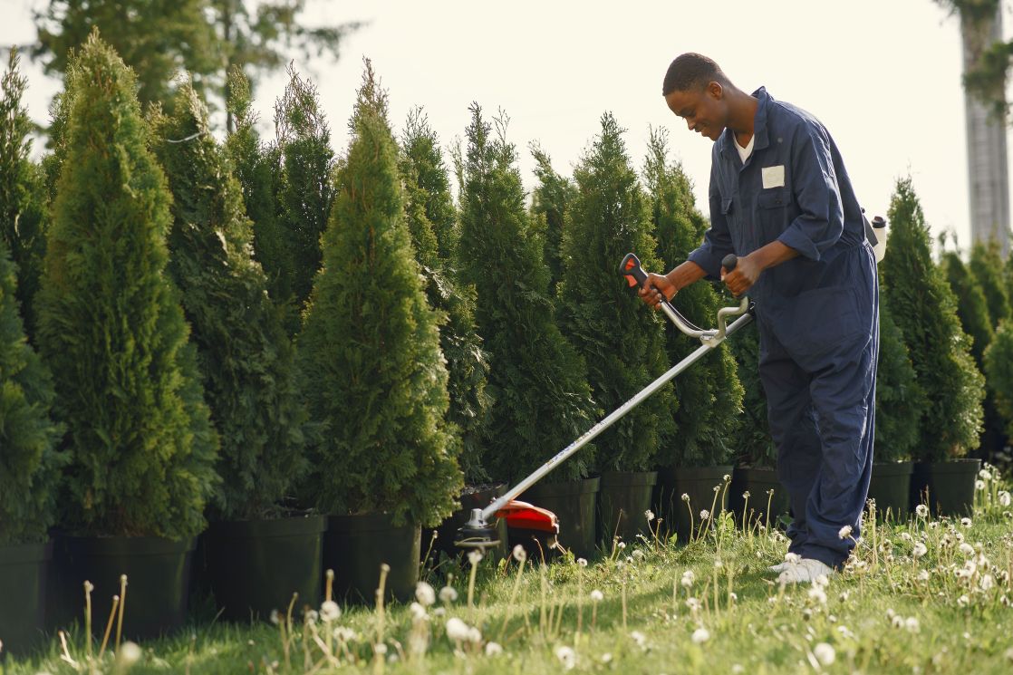 ornamental plant trimming
