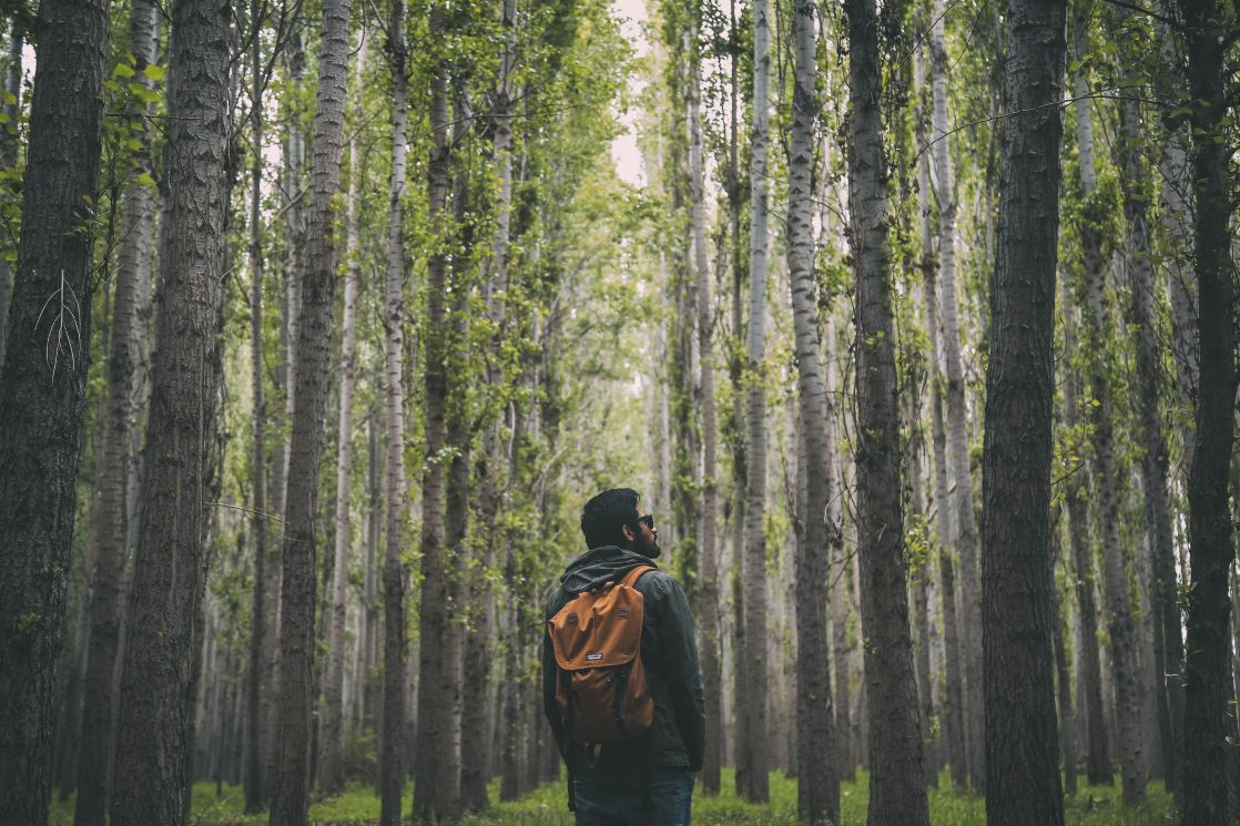 A man with a backpack hiking on a lush green forest, surrounded by tall trees