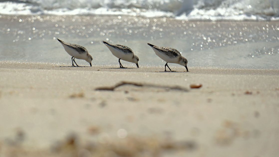 Three sanderlings search for food along a sandy beach at daytime.