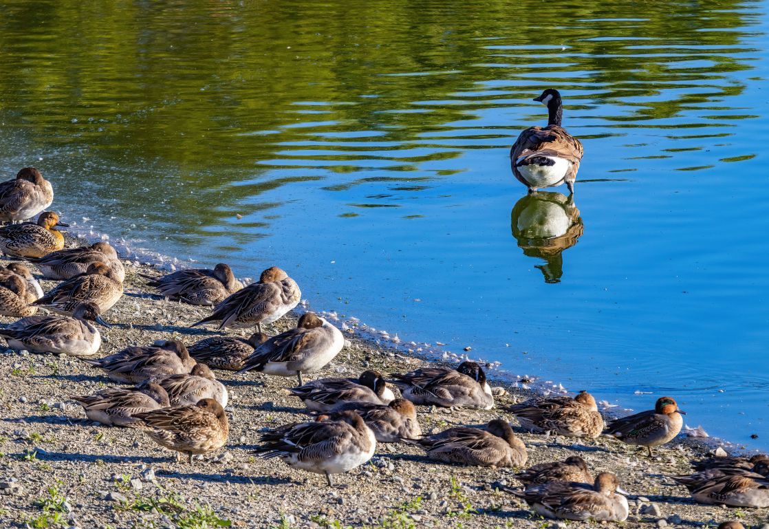 A serene scene of ducks resting by a calm lake under clear skies, reflecting nature's beauty.