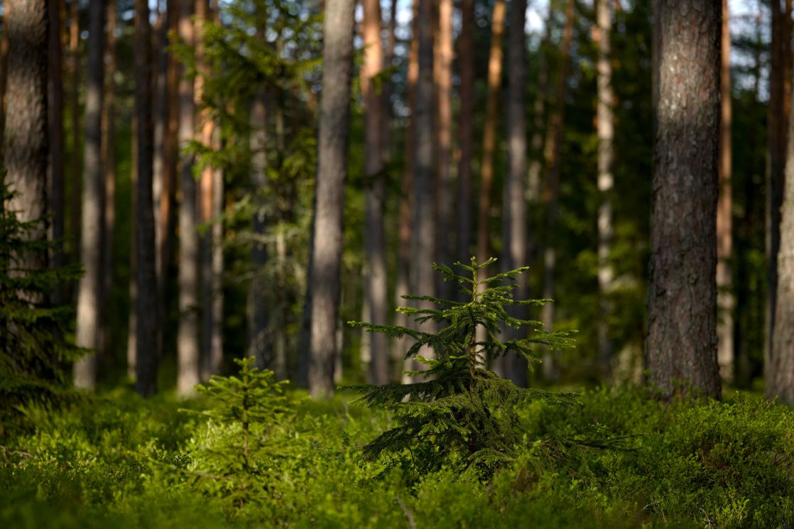 A serene view of a sunlit evergreen forest featuring young spruce trees with rich green foliage.