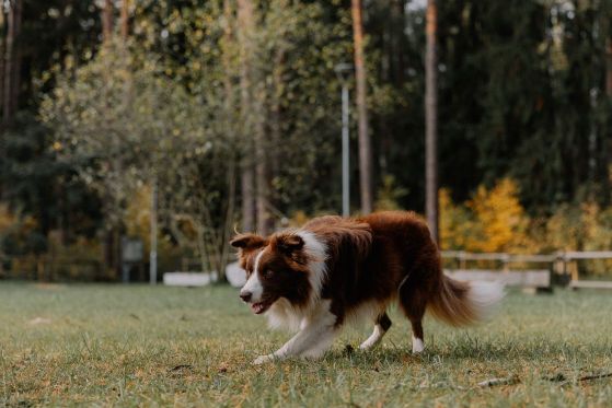 The Best Dog-Friendly Parks from Carson City to Lake Tahoe
