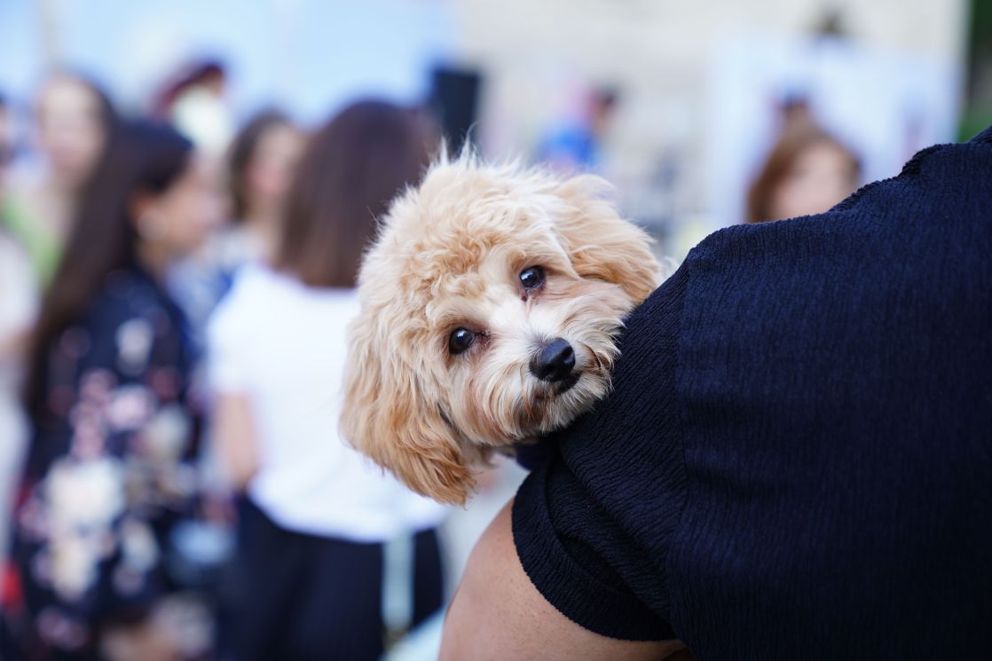 Adorable Labradoodle puppy being held in a lively outdoor setting with people.