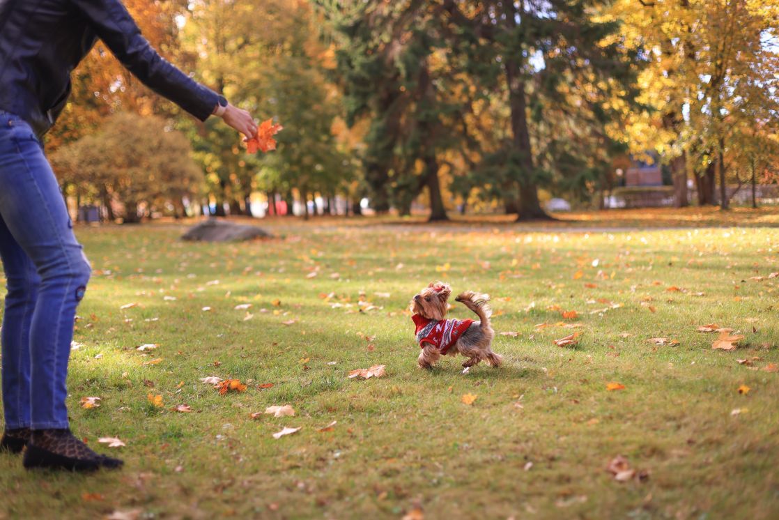 A dog in a red sweater joyfully plays with a person in an autumn park filled with fallen leaves.